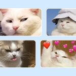 45 hình ảnh về mèo cute, mèo ngáo, mèo láo