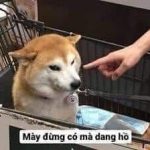 Tổng hợp meme chó, mèo hài hước để gửi bạn bè